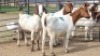 3X BOER GOAT DOE KV Dorpers and Goats (Per animal to take the lot)
