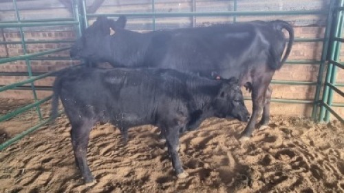 1+1X DEXTER FEMALE Oakwood Stable