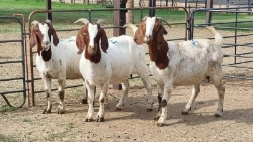 3X BOER GOAT DOE KV Dorpers and Goats (Per animal to take the lot)