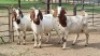 3X BOER GOAT DOE KV Dorpers and Goats (Per animal to take the lot)