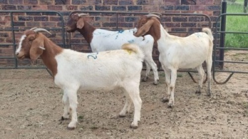 3X BOER GOAT DOE KV Dorpers and Goats (Per animal to take the lot)