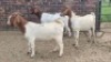 3X BOER GOAT DOE KV Dorpers and Goats (Per animal to take the lot)