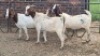 3X BOER GOAT DOE KV Dorpers and Goats (Per animal to take the lot)