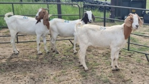 3X BOER GOAT DOE KV Dorpers and Goats (Per animal to take the lot)