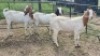 3X BOER GOAT DOE KV Dorpers and Goats (Per animal to take the lot)