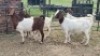 4X BOER GOAT DOE KV Dorpers and Goats (Per animal to take the lot)