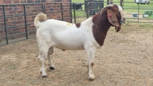 1X BOER GOAT BUCK AJ Du du Plooy (Per animal to take the lot)
