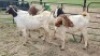 4X BOER GOAT DOE KV Dorpers and Goats (Per animal to take the lot)
