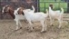 3X BOER GOAT DOE KV Dorpers and Goats (Per animal to take the lot)
