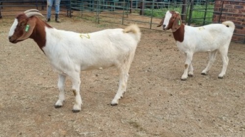 2X BOER GOAT DOE AJ Du du Plooy (Per animal to take the lot)