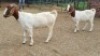 2X BOER GOAT DOE AJ Du du Plooy (Per animal to take the lot)