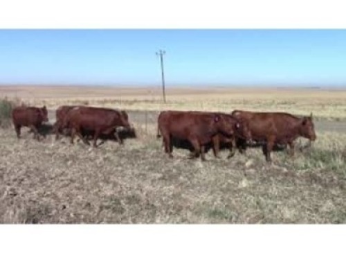 LOT 180 6 X HEIFERS PREGNANT / VERSE DRAGTIG (Per stuk om lot te neem)