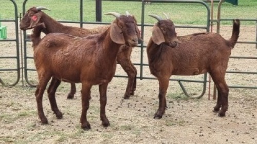 3X KALAHARI RED DOE Imstra Meat Traders (Per animal to take the lot)