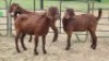 3X KALAHARI RED DOE Imstra Meat Traders (Per animal to take the lot)