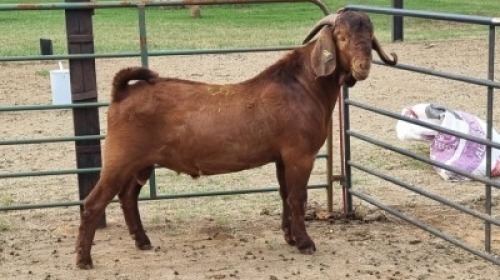 1X KALAHARI RED BUCK Imstra Meat Traders (Per animal to take the lot)