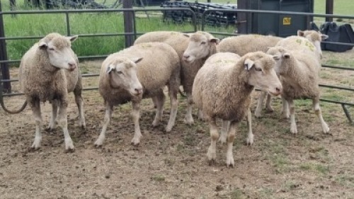 6X ILE DE FRANCE EWE Johann Fischer (Per animal to take the lot)