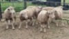 6X ILE DE FRANCE EWE Johann Fischer (Per animal to take the lot)
