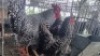 4X CHICKENS ROOSTER & HEN Hannes van Staden (Per animal to take the lot)