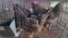 4X CHICKENS ROOSTER & HEN Hannes van Staden (Per animal to take the lot)