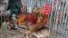 3X CHICKENS ROOSTER & HEN AJ du Plooy (Per animal to take the lot)