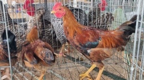 3X CHICKENS ROOSTER & HEN AJ du Plooy (Per animal to take the lot)