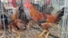3X CHICKENS ROOSTER & HEN AJ du Plooy (Per animal to take the lot)