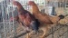 3X CHICKENS ROOSTER & HEN AJ du Plooy (Per animal to take the lot)