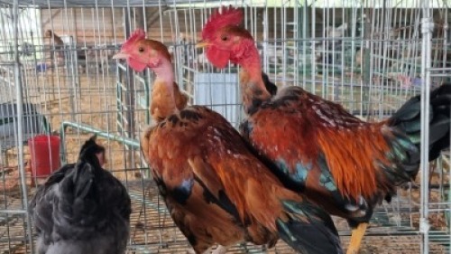 3X CHICKENS ROOSTER & HEN AJ du Plooy (Per animal to take the lot)