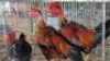 3X CHICKENS ROOSTER & HEN AJ du Plooy (Per animal to take the lot)