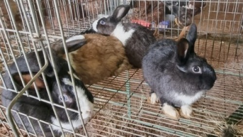 7X RABBITS Devon M (Per animal to take the lot)