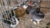 7X RABBITS Devon M (Per animal to take the lot)