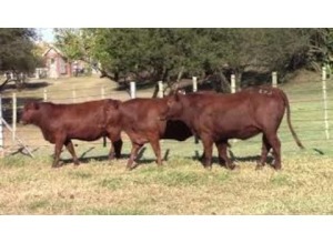 LOT 183 3 X HEIFERS READY FOR BULL / VERSE GEREED VIR BUL (Per stuk om lot te neem)