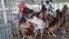 2X CHICKENS ROOSTER & HEN Qabe (Per animal to take the lot)