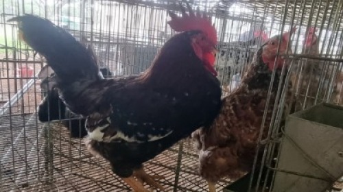 2X CHICKENS ROOSTER & HEN Qabe (Per animal to take the lot)