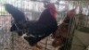 2X CHICKENS ROOSTER & HEN Qabe (Per animal to take the lot)
