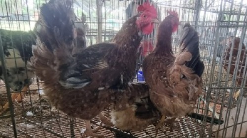 3X CHICKENS HEN Qabe (Per animal to take the lot)