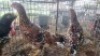 5X CHICKENS HEN Qabe (Per animal to take the lot)