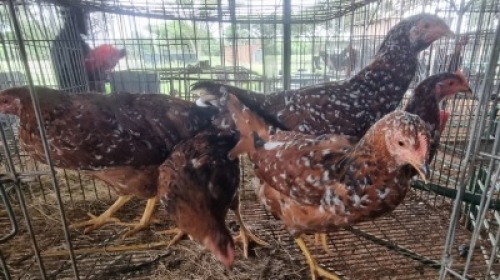 5X CHICKENS HEN Qabe (Per animal to take the lot)