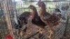 3X CHICKENS ROOSTER Qabe (Per animal to take the lot)