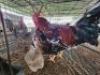 2X CHICKENS ROOSTER & HEN Jos Schinkel (Per animal to take the lot)