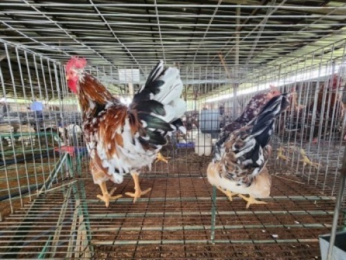 2X CHICKENS ROOSTER & HEN Jos Schinkel (Per animal to take the lot)