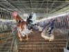 2X CHICKENS ROOSTER & HEN Jos Schinkel (Per animal to take the lot)