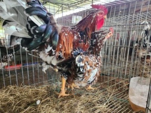 2X CHICKENS ROOSTER & HEN Jos Schinkel (Per animal to take the lot)