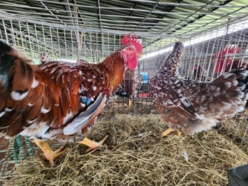 2X CHICKENS ROOSTER & HEN Jos Schinkel (Per animal to take the lot)