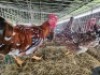 2X CHICKENS ROOSTER & HEN Jos Schinkel (Per animal to take the lot)