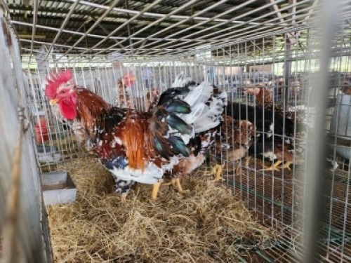 2X CHICKENS ROOSTER & HEN Jos Schinkel (Per animal to take the lot)