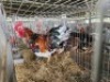 2X CHICKENS ROOSTER & HEN Jos Schinkel (Per animal to take the lot)