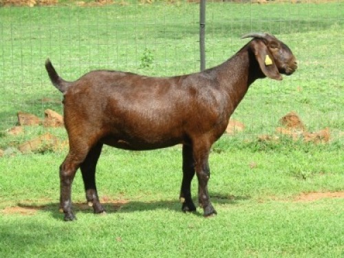 1X KALAHARI RED FLOCK 10-424 DOE Volstoom Reds Kalahari Red Stoet