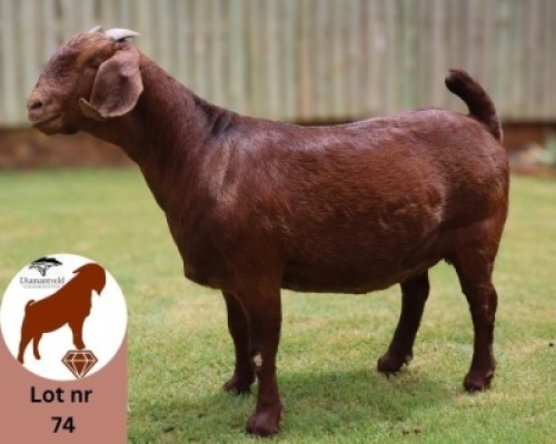1X KALAHARI RED FLOCK 10-444 PREGNANT DOE Diamantveld Kalahari Reds