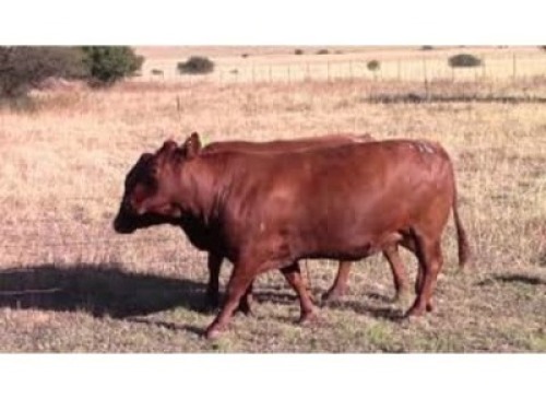 LOT 170 2 X COWS PREGNANT / KOEIE DRAGTIG (Per stuk om lot te neem)